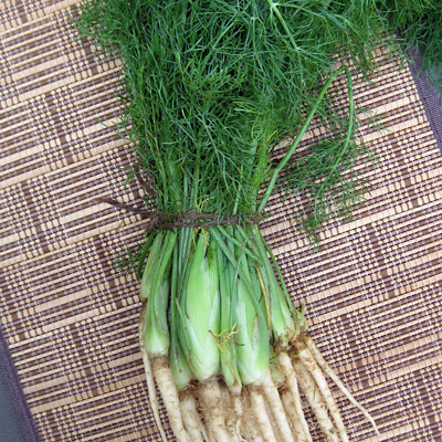 baby-fennel