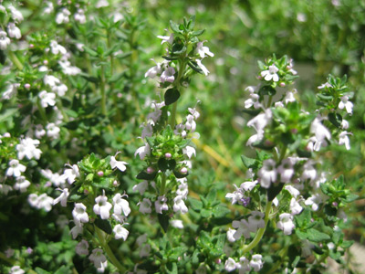 fresh thyme flowers