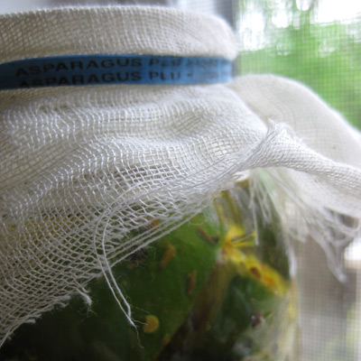 pickled-limes-cheesecloth